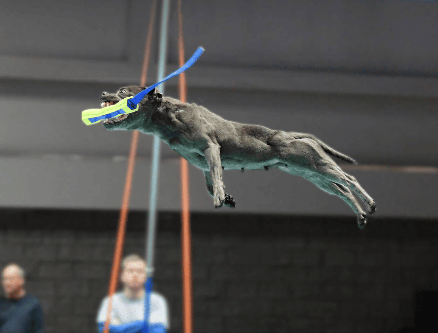 Dog mid-air during dock diving, gripping a bright bumper toy.