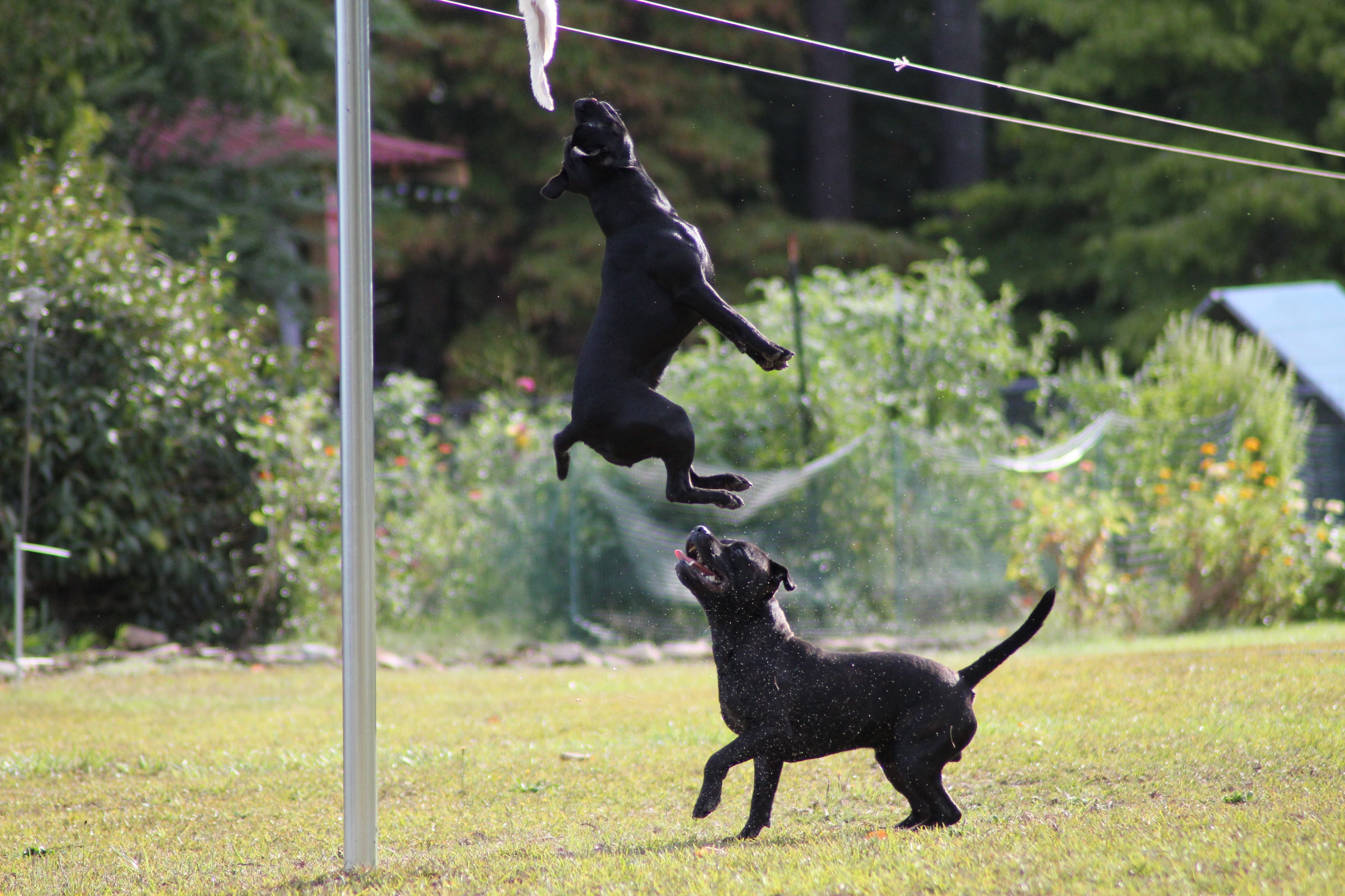 A black dog leaping high to catch a lure while another dog watches from the grass.