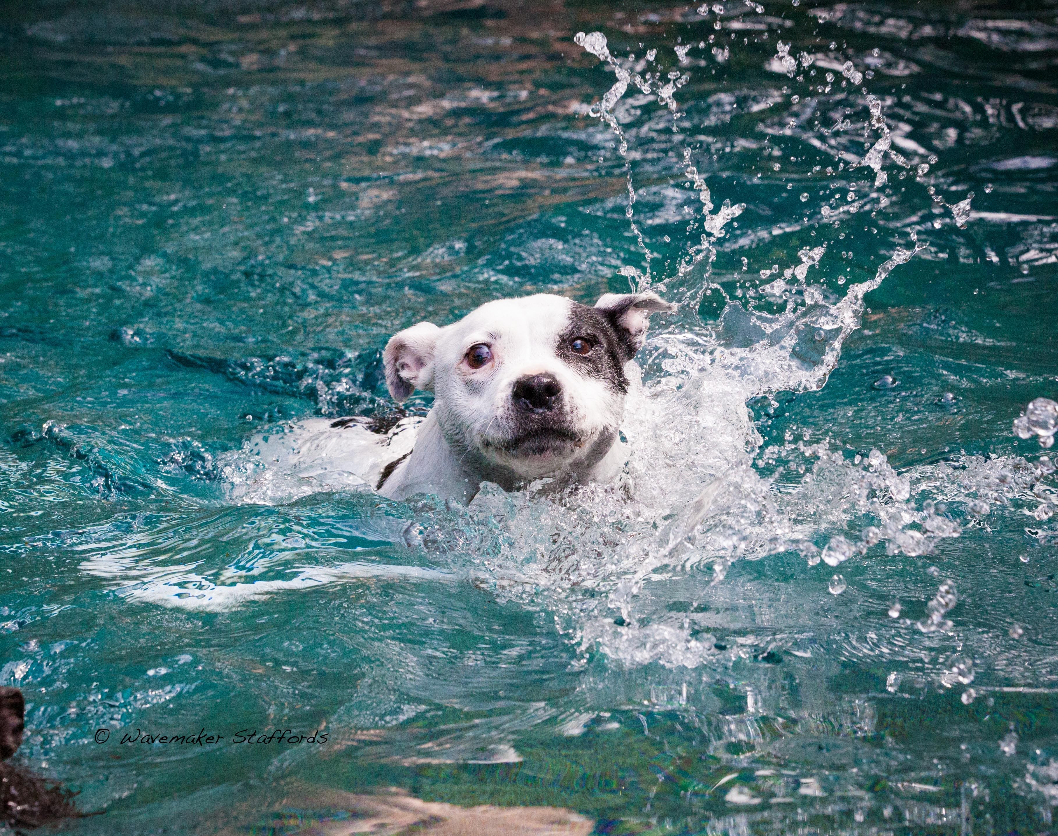 Pnut, a white and black Staffordshire Bull Terrier, swimming in a pool with water splashing.
