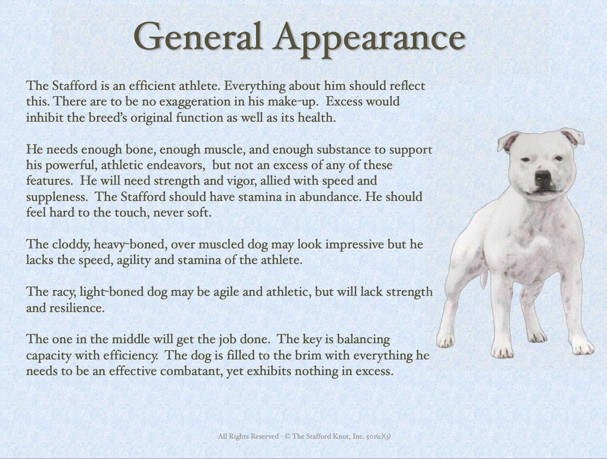 Staffordshire Bull Terrier (Stafford): Characteristics & Care
