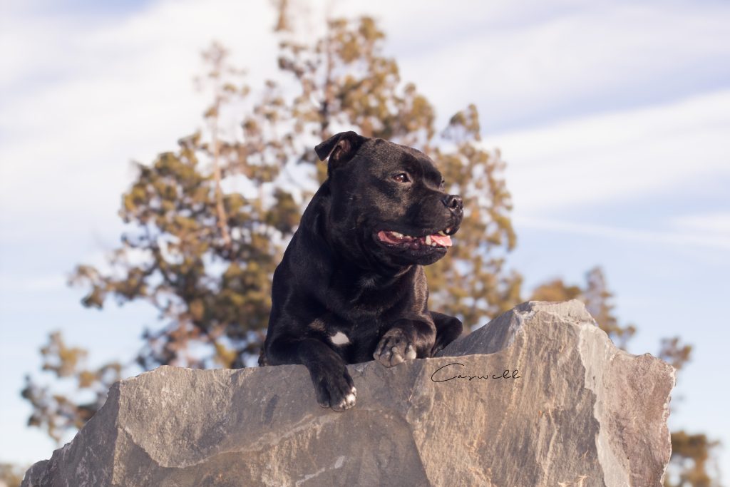 Felix on the rock